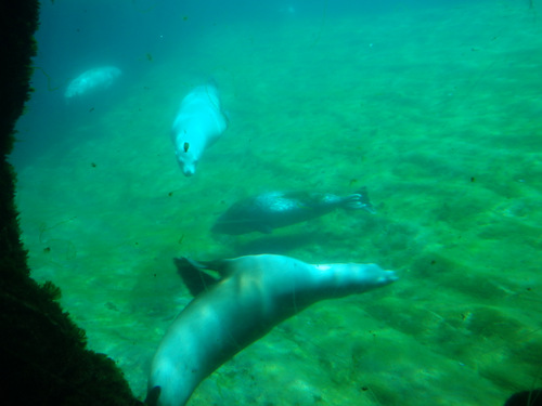 L'Oceanogr&agrave;fic Center.